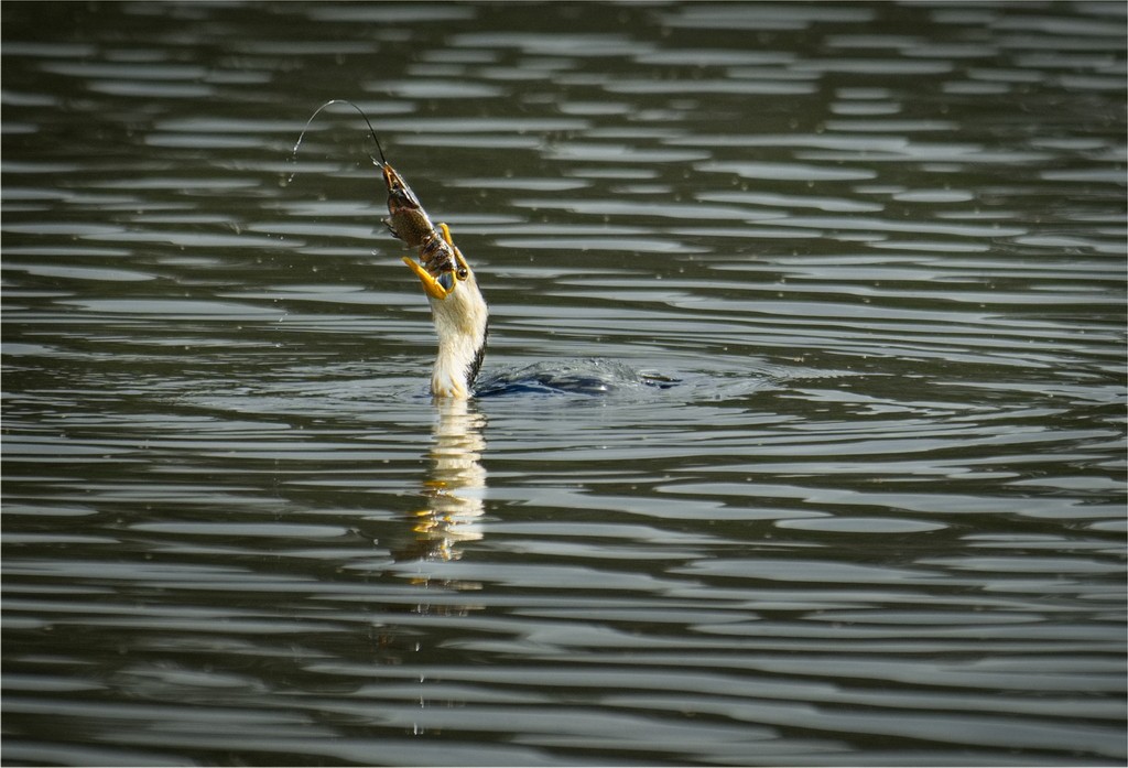 HONOUR.....Sharryl Whiting